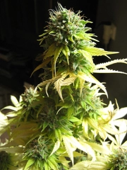 Somango – Soma Seeds – Feminisiert