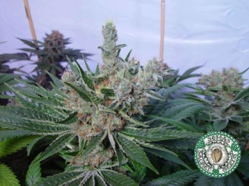 White Willow Cannabisblüte – gewachsen aus Feminisierte Hanfsamen von Soma Seeds