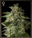 Afgooey Cannabisblüte – gewachsen aus Feminisierte Hanfsamen von Strain Hunters