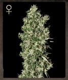 Big Tooth Cannabisblüte – gewachsen aus Feminisierte Hanfsamen von Strain Hunters