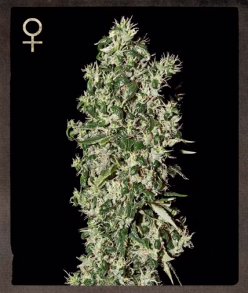 Big Tooth Cannabisblüte – gewachsen aus Feminisierte Hanfsamen von Strain Hunters