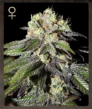 Caboose Cannabisblüte – gewachsen aus Feminisierte Hanfsamen von Strain Hunters
