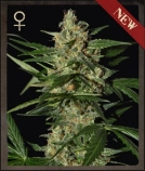 Damnesia Auto Cannabisblüte – gewachsen aus Automatic Hanfsamen von Strain Hunters