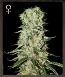 Damnesia Cannabisblüte – gewachsen aus Feminisierte Hanfsamen von Strain Hunters