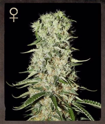 Damnesia Cannabisblüte – gewachsen aus Feminisierte Hanfsamen von Strain Hunters