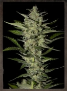 Flowerbomb Kush Cannabisblüte – gewachsen aus Feminisierte Hanfsamen von Strain Hunters