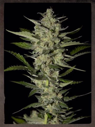 Flowerbomb Kush Cannabisblüte – gewachsen aus Feminisierte Hanfsamen von Strain Hunters