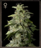 Money Maker Cannabisblüte – gewachsen aus Feminisierte Hanfsamen von Strain Hunters