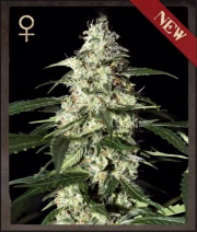 Skunk Auto Cannabisblüte – gewachsen aus Automatic Hanfsamen von Strain Hunters