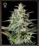 White Lemon Cannabisblüte – gewachsen aus Feminisierte Hanfsamen von Strain Hunters