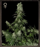 White Strawberry Skunk Cannabisblüte – gewachsen aus Feminisierte Hanfsamen von Strain Hunters