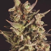 Blueberry Headband X SCBDX Cannabisblüte – gewachsen aus Feminisierte Hanfsamen von SuperCBDx