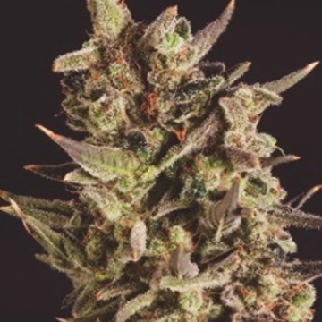 Blueberry Headband X SCBDX Cannabisblüte – gewachsen aus Feminisierte Hanfsamen von SuperCBDx