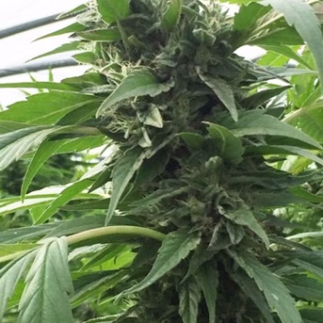 Sweet Tooth X SCBDX Cannabisblüte – gewachsen aus Feminisierte Hanfsamen von SuperCBDx