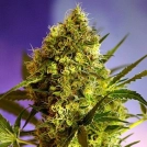 Big Devil #2 Cannabisblüte – gewachsen aus Automatic Hanfsamen von Sweet Seeds