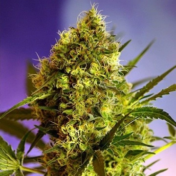 Big Devil #2 Cannabisblüte – gewachsen aus Automatic Hanfsamen von Sweet Seeds