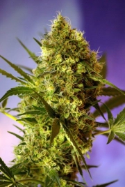 Big Devil FAST Version Cannabisblüte – gewachsen aus Feminisierte Hanfsamen von Sweet Seeds