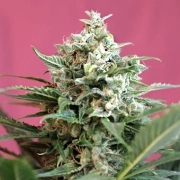 Big Devil XL Auto Cannabisblüte – gewachsen aus Automatic Hanfsamen von Sweet Seeds