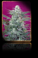 Big Foot Cannabisblüte – gewachsen aus Feminisierte Hanfsamen von Sweet Seeds