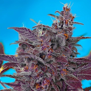 Black Cream Auto Cannabisblüte – gewachsen aus Automatic Hanfsamen von Sweet Seeds