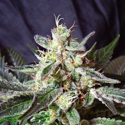 Black Jack Cannabisblüte – gewachsen aus Feminisierte Hanfsamen von Sweet Seeds