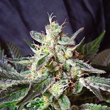 Black Jack Cannabisblüte – gewachsen aus Feminisierte Hanfsamen von Sweet Seeds