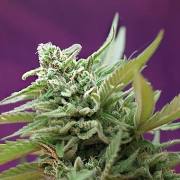 Black Jack Auto Cannabisblüte – gewachsen aus Automatic Hanfsamen von Sweet Seeds