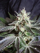 Black Jack FAST Version Cannabisblüte – gewachsen aus Feminisierte Hanfsamen von Sweet Seeds