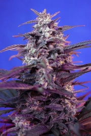 Bloody Skunk Auto Cannabisblüte – gewachsen aus Automatic Hanfsamen von Sweet Seeds