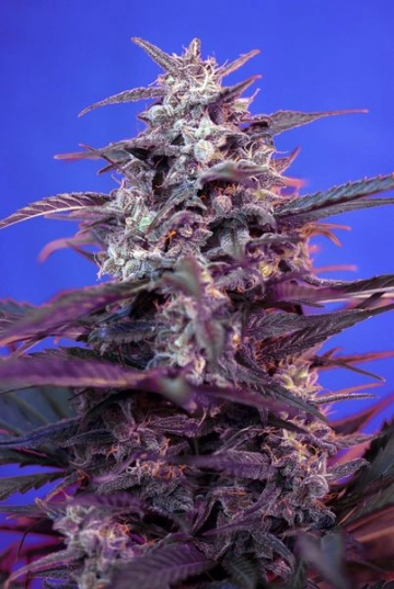 Bloody Skunk Auto Cannabisblüte – gewachsen aus Automatic Hanfsamen von Sweet Seeds