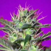 Botafumeiros Cannabisblüte – gewachsen aus Feminisierte Hanfsamen von Sweet Seeds