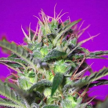 Botafumeiros Cannabisblüte – gewachsen aus Feminisierte Hanfsamen von Sweet Seeds