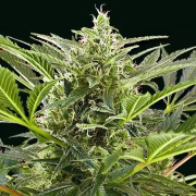 Cream 47 Cannabisblüte – gewachsen aus Feminisierte Hanfsamen von Sweet Seeds