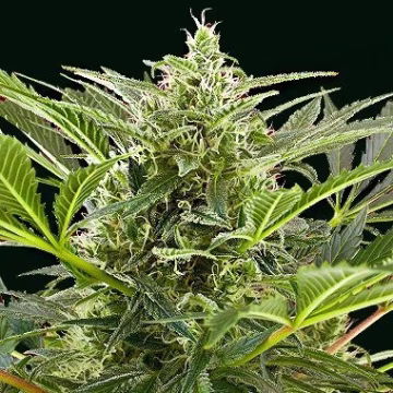 Cream 47 Cannabisblüte – gewachsen aus Feminisierte Hanfsamen von Sweet Seeds