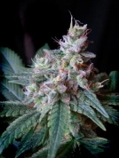 Cream Caramel Cannabisblüte – gewachsen aus Feminisierte Hanfsamen von Sweet Seeds