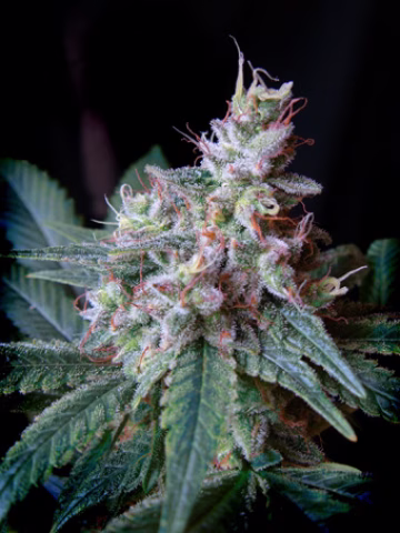 Cream Caramel Cannabisblüte – gewachsen aus Feminisierte Hanfsamen von Sweet Seeds