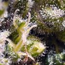 Cream Caramel Auto Cannabisblüte – gewachsen aus Automatic Hanfsamen von Sweet Seeds