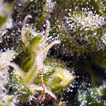 Cream Caramel Auto Cannabisblüte – gewachsen aus Automatic Hanfsamen von Sweet Seeds