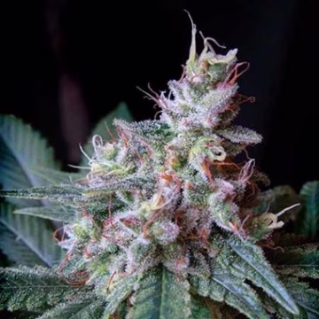 Cream Caramel Fast Version Cannabisblüte – gewachsen aus Feminisierte Hanfsamen von Sweet Seeds