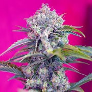 Cream Mandarin Auto Cannabisblüte – gewachsen aus Automatic Hanfsamen von Sweet Seeds