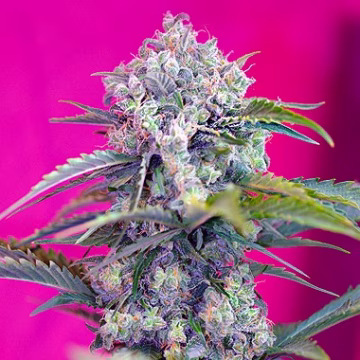 Cream Mandarin Auto Cannabisblüte – gewachsen aus Automatic Hanfsamen von Sweet Seeds