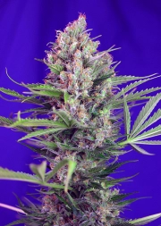 Cream Mandarine FAST Version Cannabisblüte – gewachsen aus Feminisierte Hanfsamen von Sweet Seeds