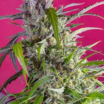 Crystal Candy Auto Cannabisblüte – gewachsen aus Automatic Hanfsamen von Sweet Seeds