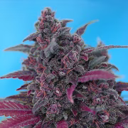 Dark Devil Auto Cannabisblüte – gewachsen aus Automatic Hanfsamen von Sweet Seeds