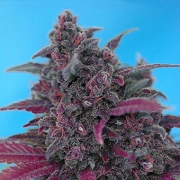 Dark Devil Auto Cannabisblüte – gewachsen aus Automatic Hanfsamen von Sweet Seeds