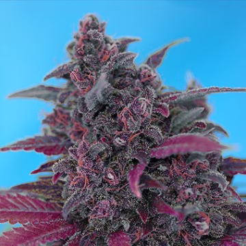 Dark Devil Auto Cannabisblüte – gewachsen aus Automatic Hanfsamen von Sweet Seeds