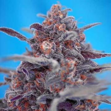 Devil Cream Auto Cannabisblüte – gewachsen aus Automatic Hanfsamen von Sweet Seeds