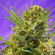 Double White Cannabisblüte – gewachsen aus Feminisierte Hanfsamen von Sweet Seeds