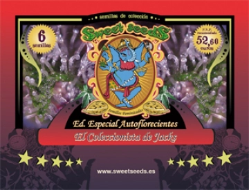 El Colecconista de Jack Cannabisblüte – gewachsen aus Feminisierte Hanfsamen von Sweet Seeds