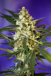 Fast Bud #2 Auto Cannabisblüte – gewachsen aus Automatic Hanfsamen von Sweet Seeds